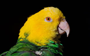 focus photography of yellow-headed Parrot