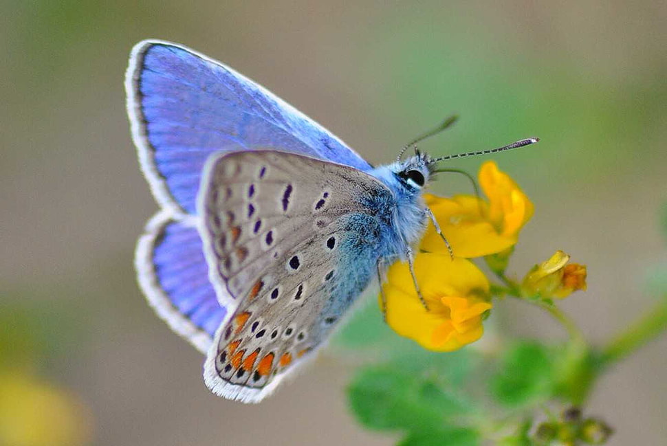 Silver Studded Butterfly, polyommatus icarus HD wallpaper