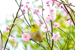 selective focus photography of yellow bird surrounded by pink petaled flowers, japanese white-eye, plum