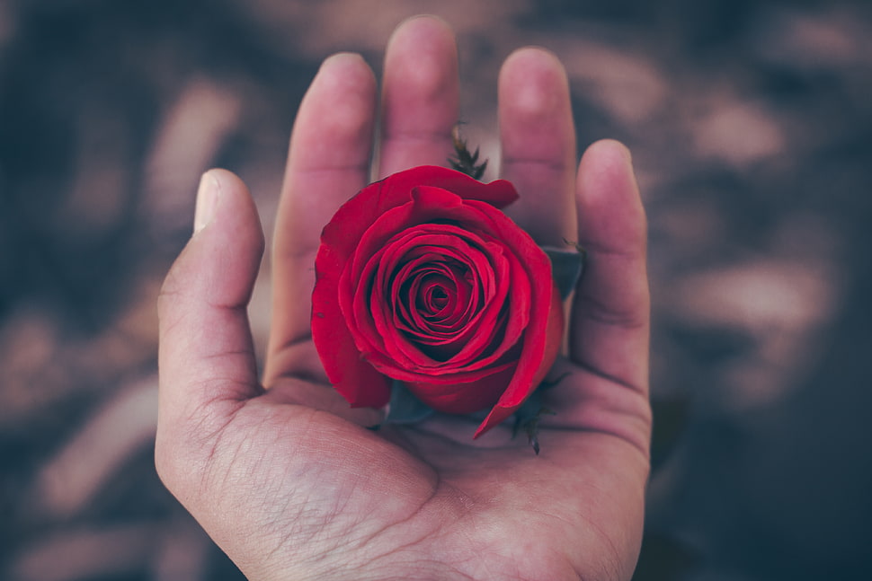 person holding red Rose flower HD wallpaper