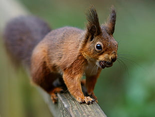 close-up photo brown squirrel on grey wooden rod