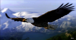 American Eagle flying in the sky HD wallpaper