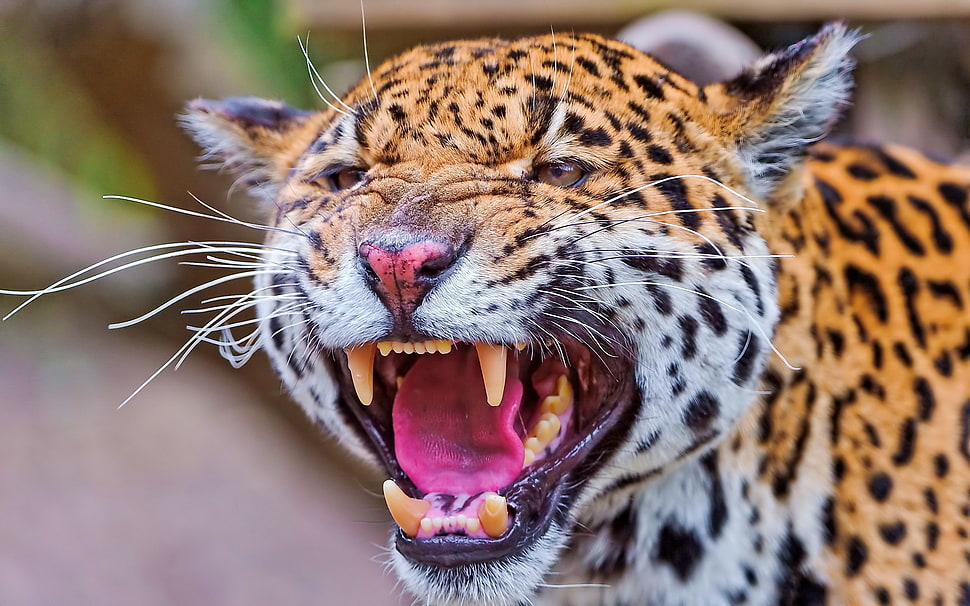 close up photo of leopard HD wallpaper