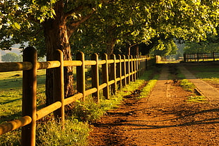 photo of green leaves trees near beige fence during sun rise HD wallpaper