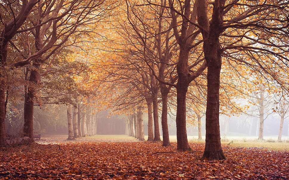 brown and black tree branch painting, fall, forest HD wallpaper