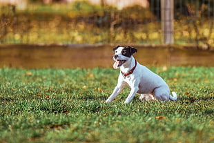 short-coated white and brown dog