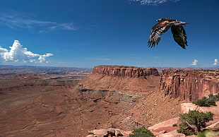brown hawk, landscape, birds, rock, nature HD wallpaper