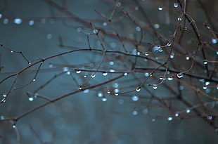 macro photography of tree, water drops, rain, plants HD wallpaper