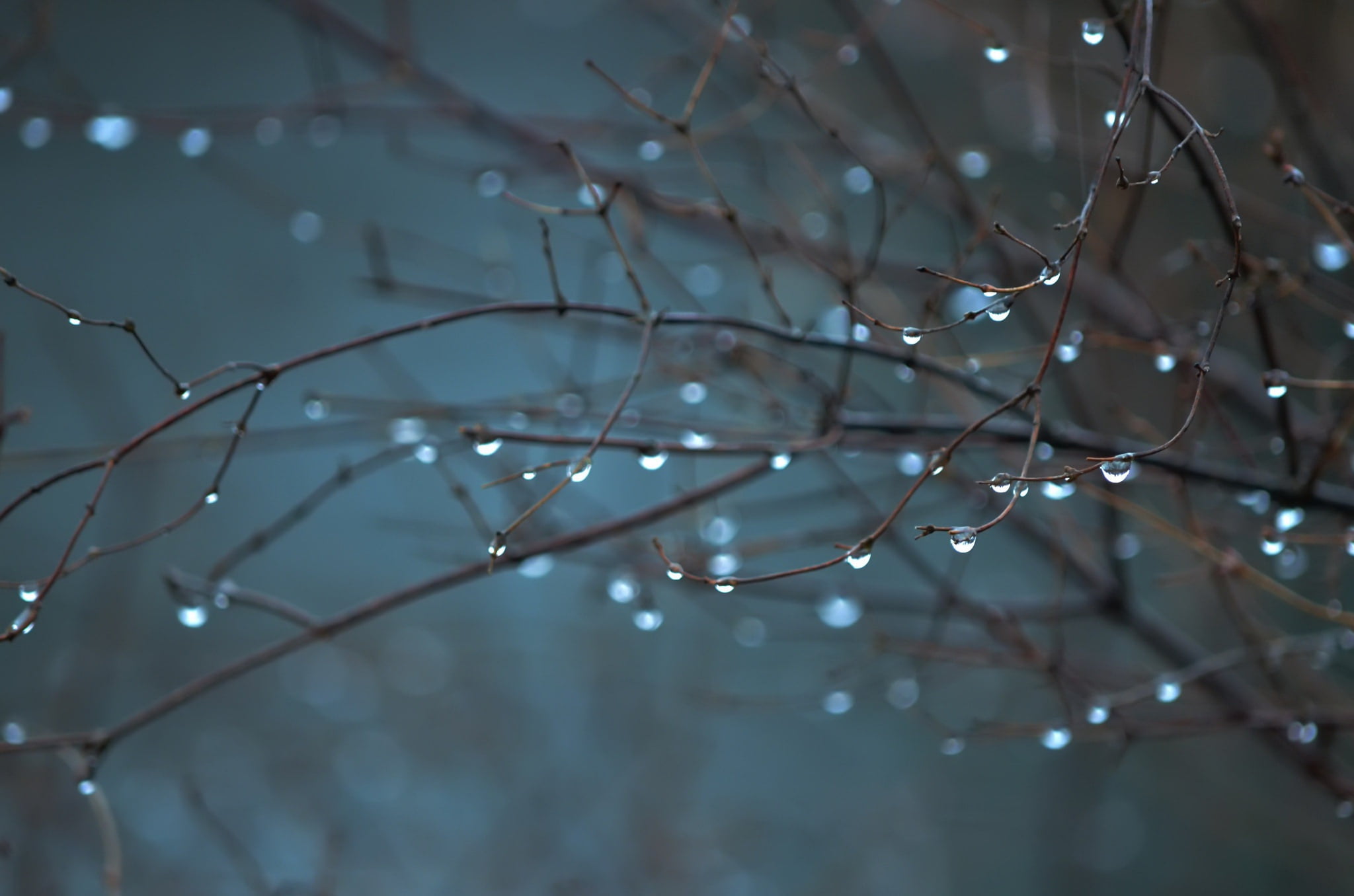 macro photography of tree, water drops, rain, plants
