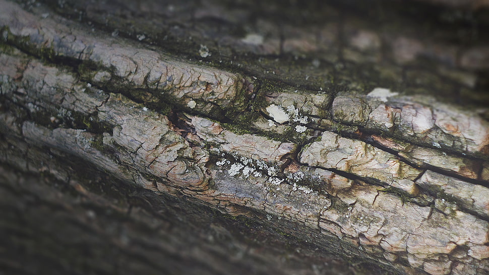 macro, trees HD wallpaper