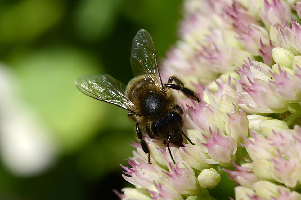 honey bee on white and puple petaled flower during daytime HD wallpaper