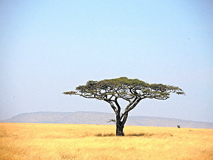 green leaf tree in grass field, tanzania, serengeti national park HD wallpaper