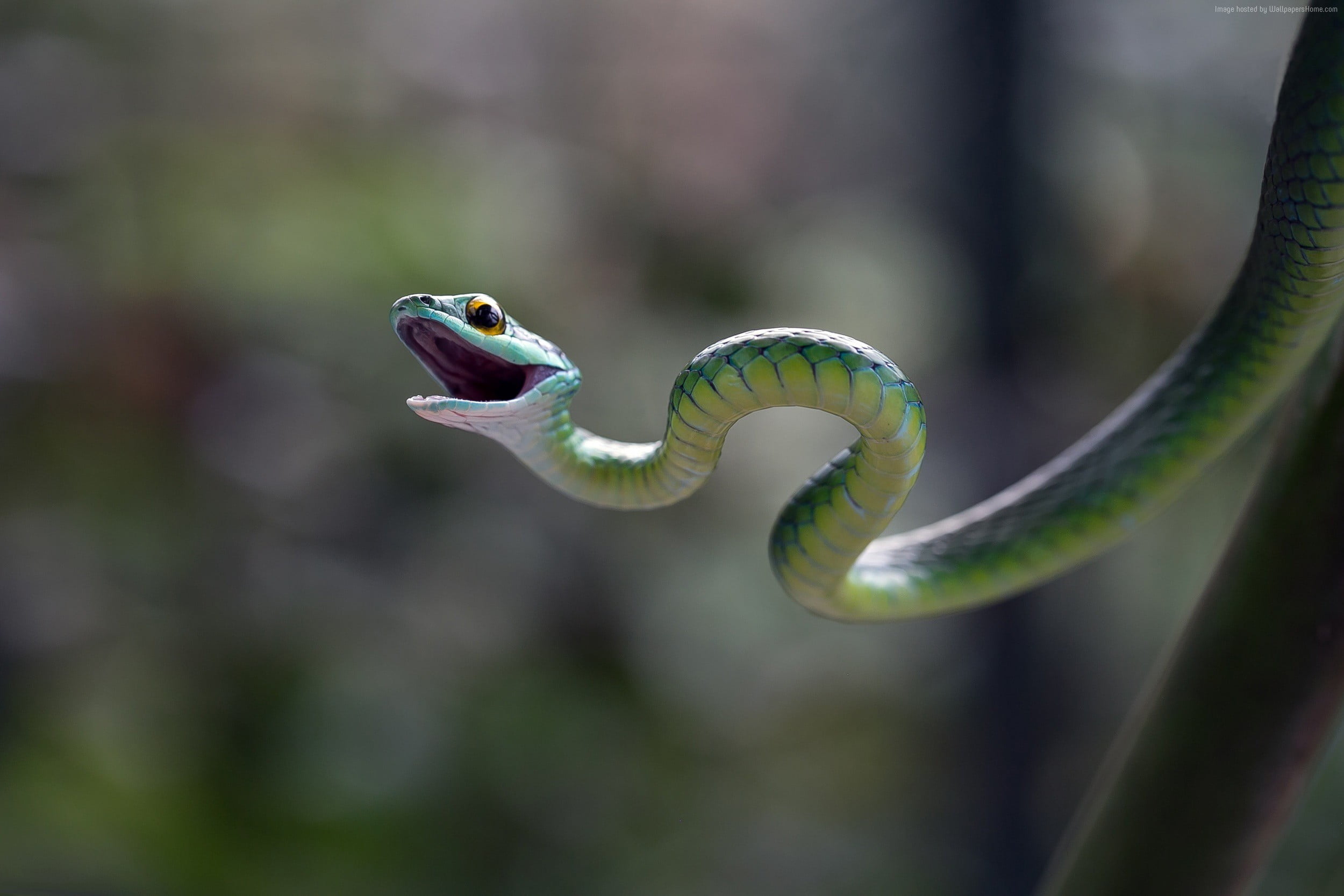 Зеленая змейка. Змеи узкоголовая мамба. Зелёная мамба змея. Пресмыкающиеся змеи мамба. Змея Аспид зеленый.