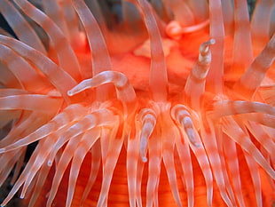 under the sea orange creature photo HD wallpaper