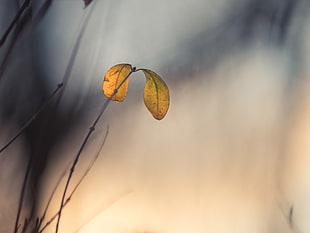 shallow focus photography of yellow leaves HD wallpaper