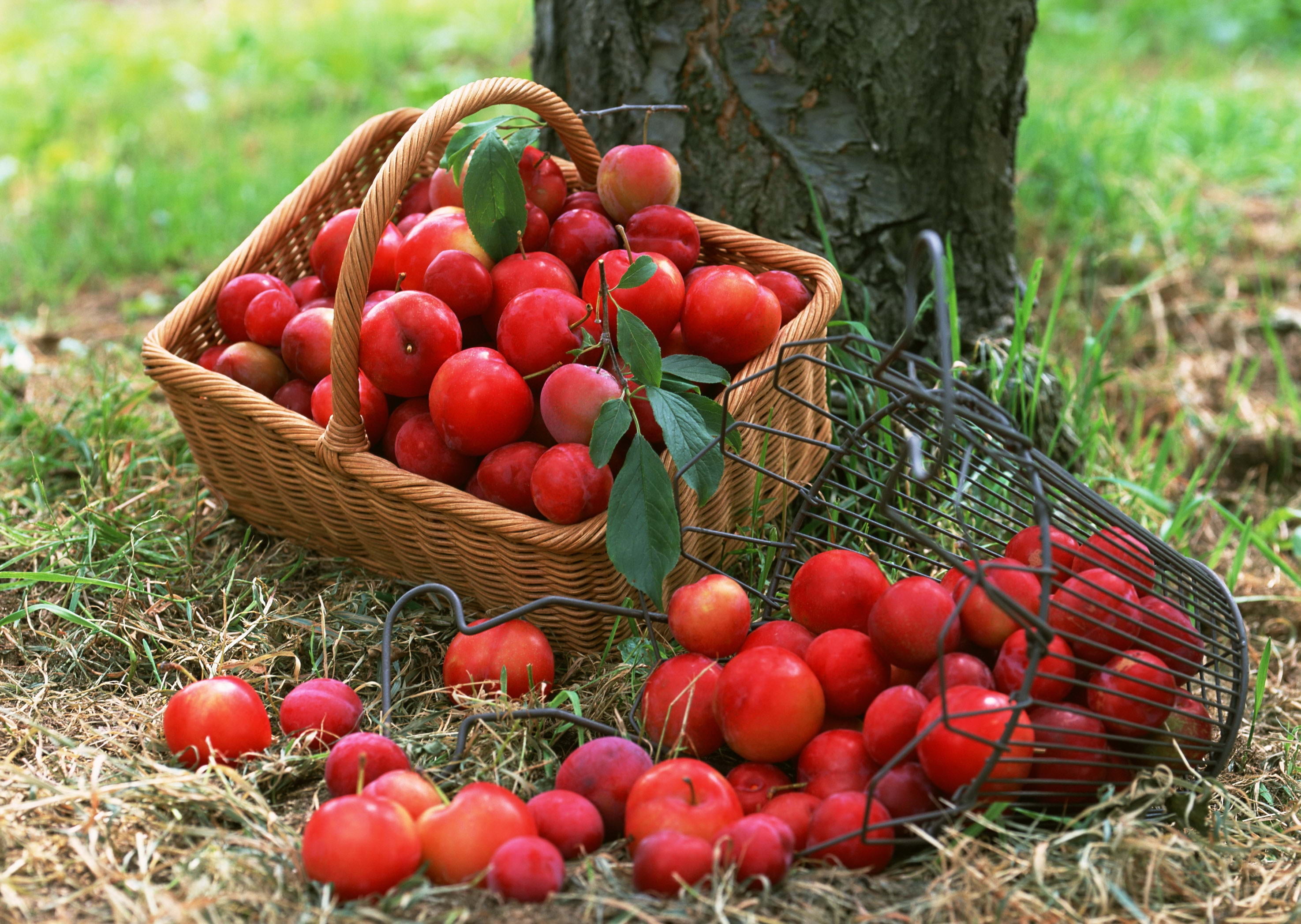 Вишня большой урожай. Ягоды в саду. Корзина с ягодами и фруктами. Августовские ягоды. Фруктовый сад.