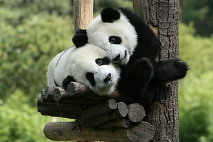 two panda cubs HD wallpaper
