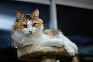 selective focus photography of orange and white cat