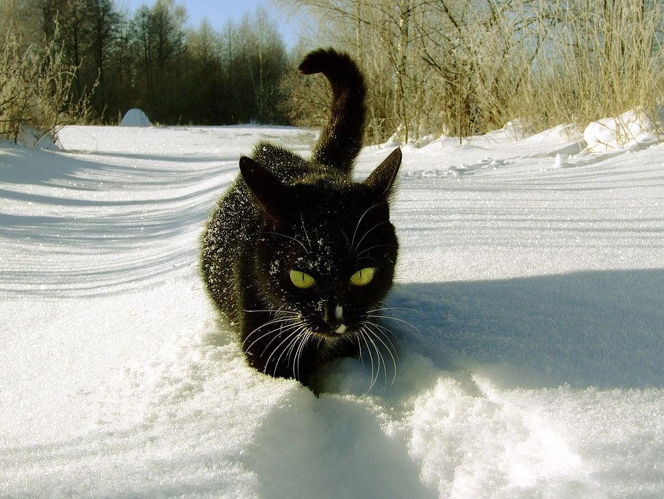 black cat, animals, cat HD wallpaper