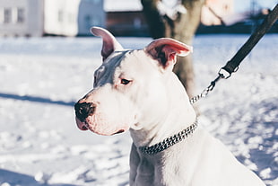 white Dogo Argentino with stainless steel chain choker with black dog leash