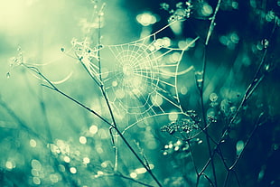cob web attached on green branches HD wallpaper