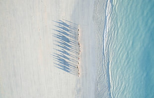 drone, Todd Kennedy, camels, Australia