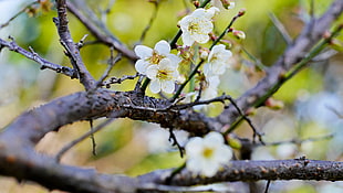 shallow focus photography of white flower, plum