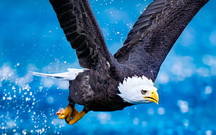 bald eagle, eagle, animals, birds HD wallpaper