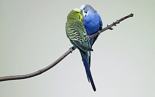 green and blue parakeets HD wallpaper