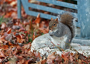 photo of squirrel eating nut