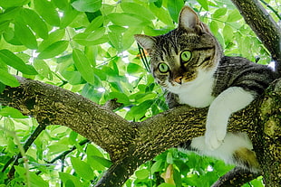 silver tabby cat on tree branch