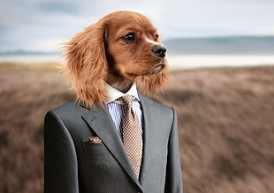 brown dog wearing grey blazer and dress shirt