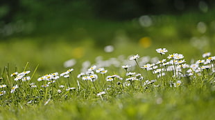 bed of daisy flowers, flowers, matricaria HD wallpaper