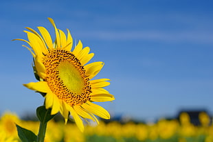 yellow sunflower bloom during daytime HD wallpaper