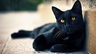 black cat laying on brown concrete floor