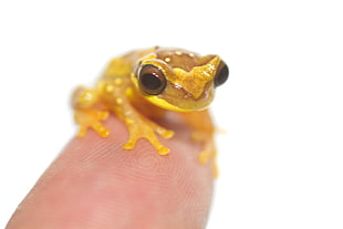 small yellow frog