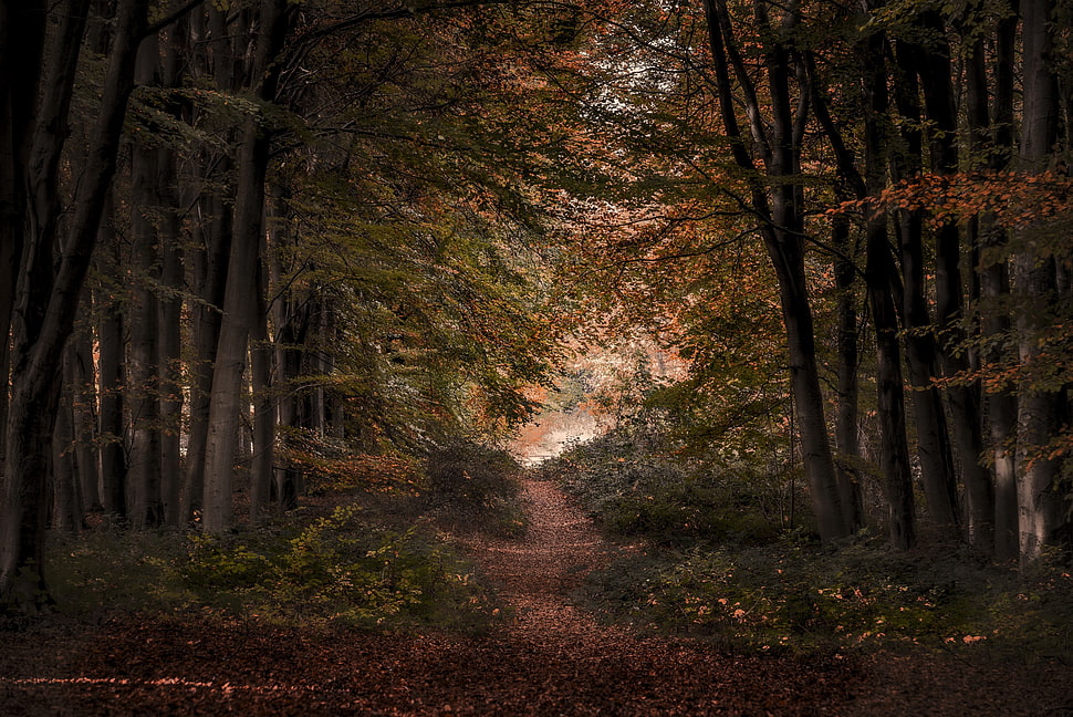 green leafed trees, trees, nature, forest HD wallpaper