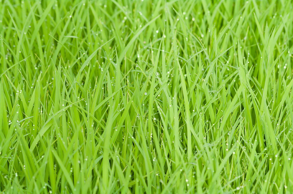 green grass field HD wallpaper