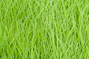 green grass field