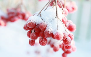 red round fruit covered with snow HD wallpaper