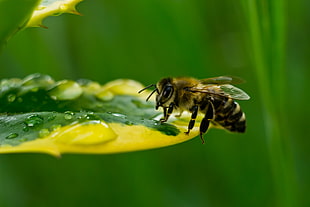 selective photography of bee on yellow and green leaf