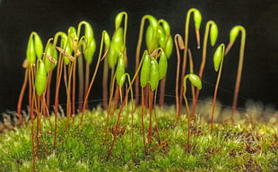 green plants, moss