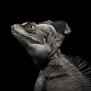 grey lizard HD wallpaper