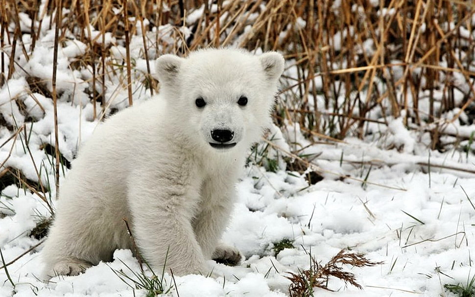 photo of polar bear during daytime HD wallpaper
