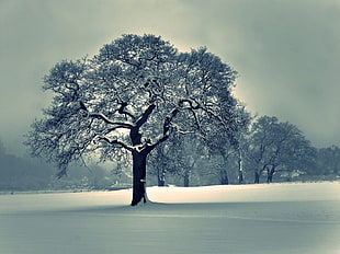 snow covered tree, landscape, snow, trees, nature