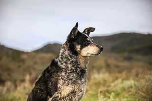 adult black and gray dog