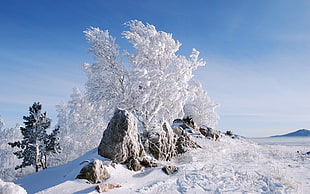 brown rock, nature, snow, trees HD wallpaper