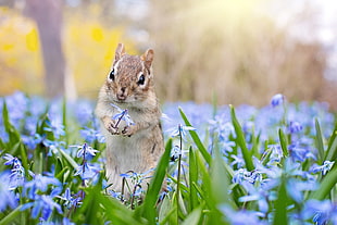 brown squirrel holding glory of the snow flowers