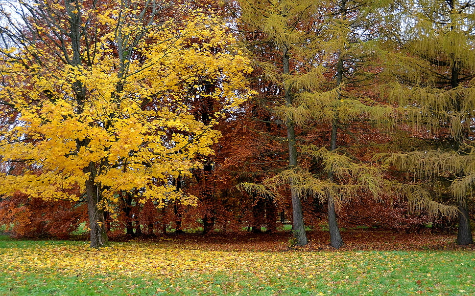 green and yellow trees HD wallpaper