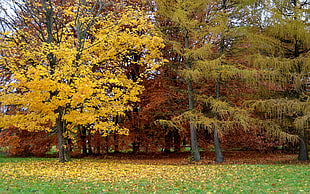 green and yellow trees HD wallpaper